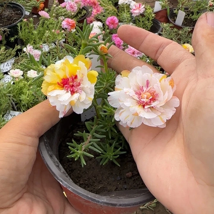 无花朵量拍超小重风月超小苗盆口10cm