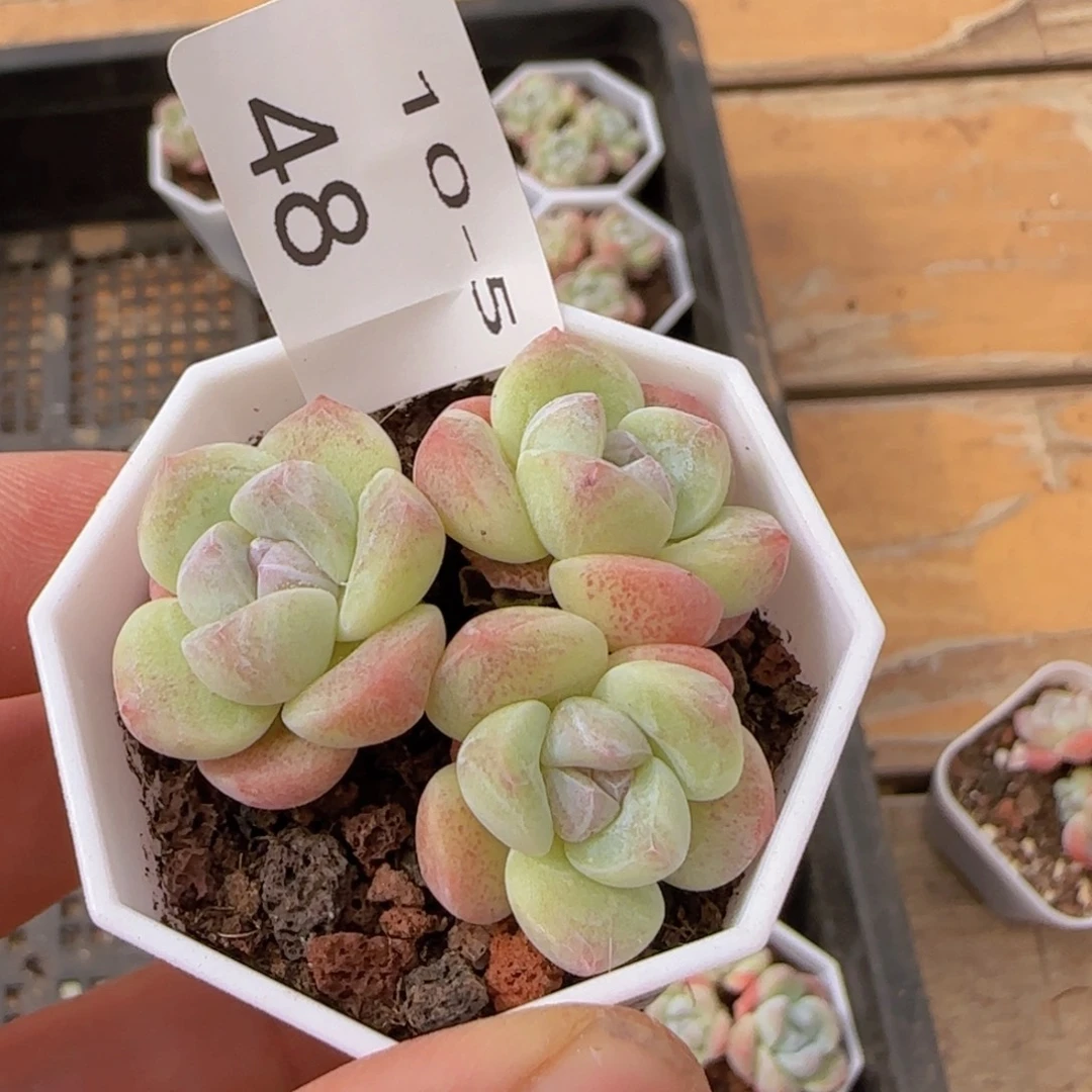 @***三头冰玉一颗脱土