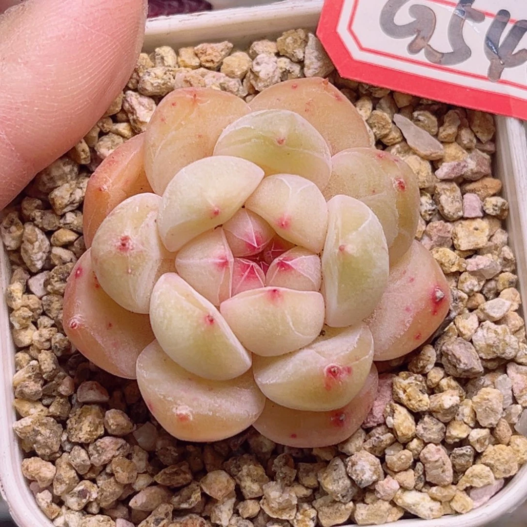 G546一物一拍 麦浪