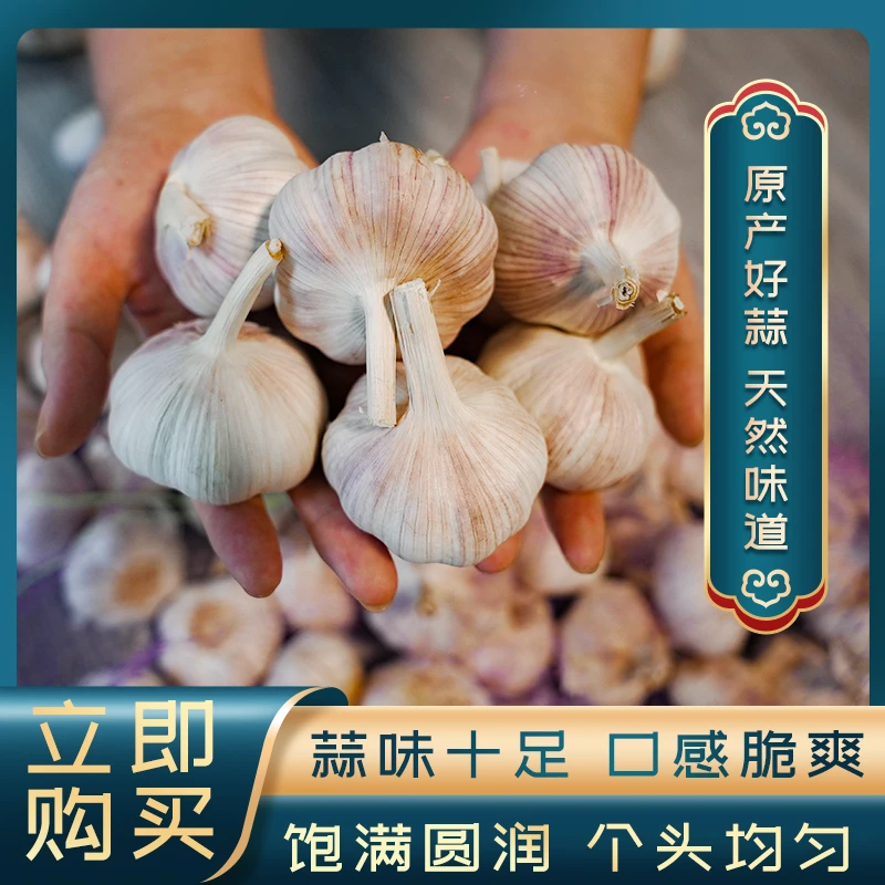 【大蒜批发】邳州新蒜大果超大果大蒜头新红蒜干蒜邳州可种大蒜