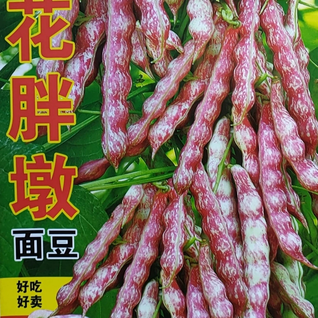 jj花胖墩豆角籽今年新种今年新种