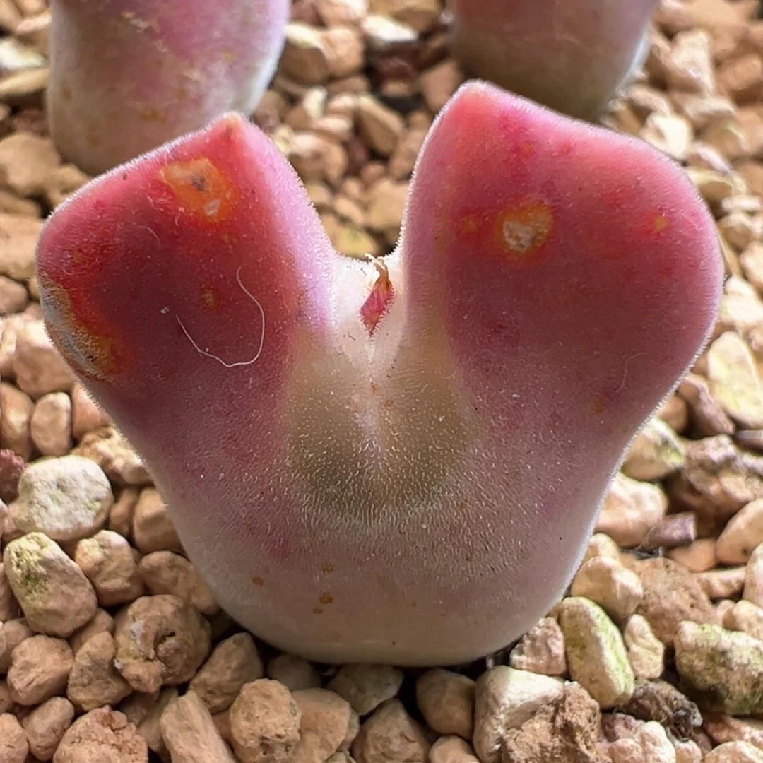 128。青蛙优选小妖姬大眼睛