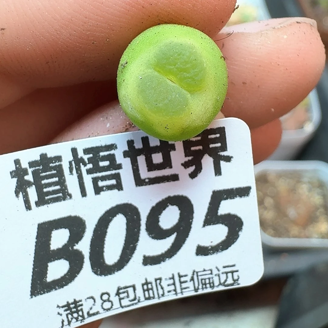 多肉植物的润泽额f g