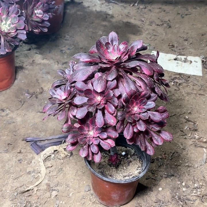 多肉植物香乃尔23