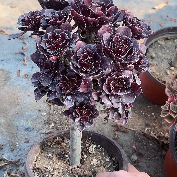 792圆叶黑法师多肉植物