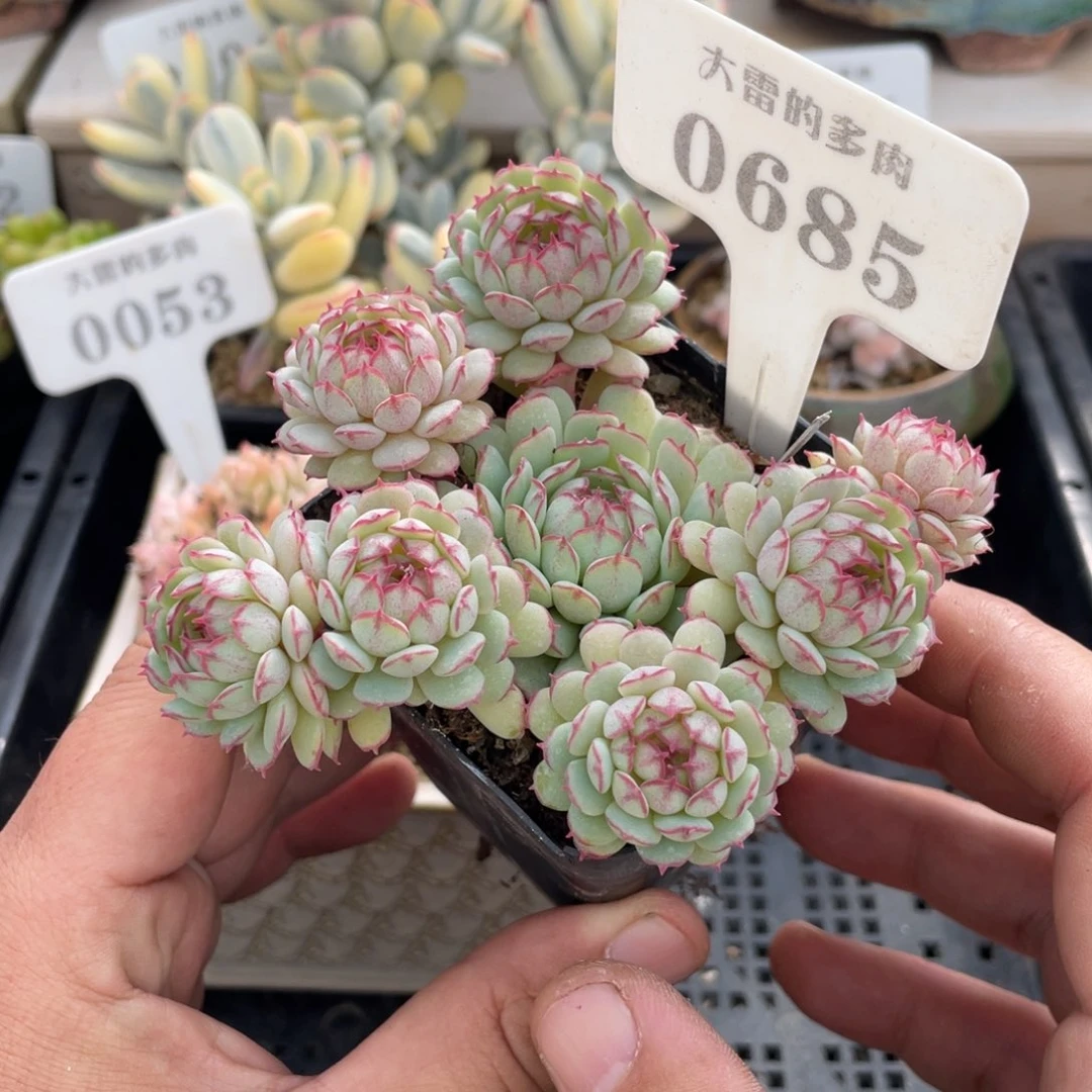 0685小红船不带盆11厘米