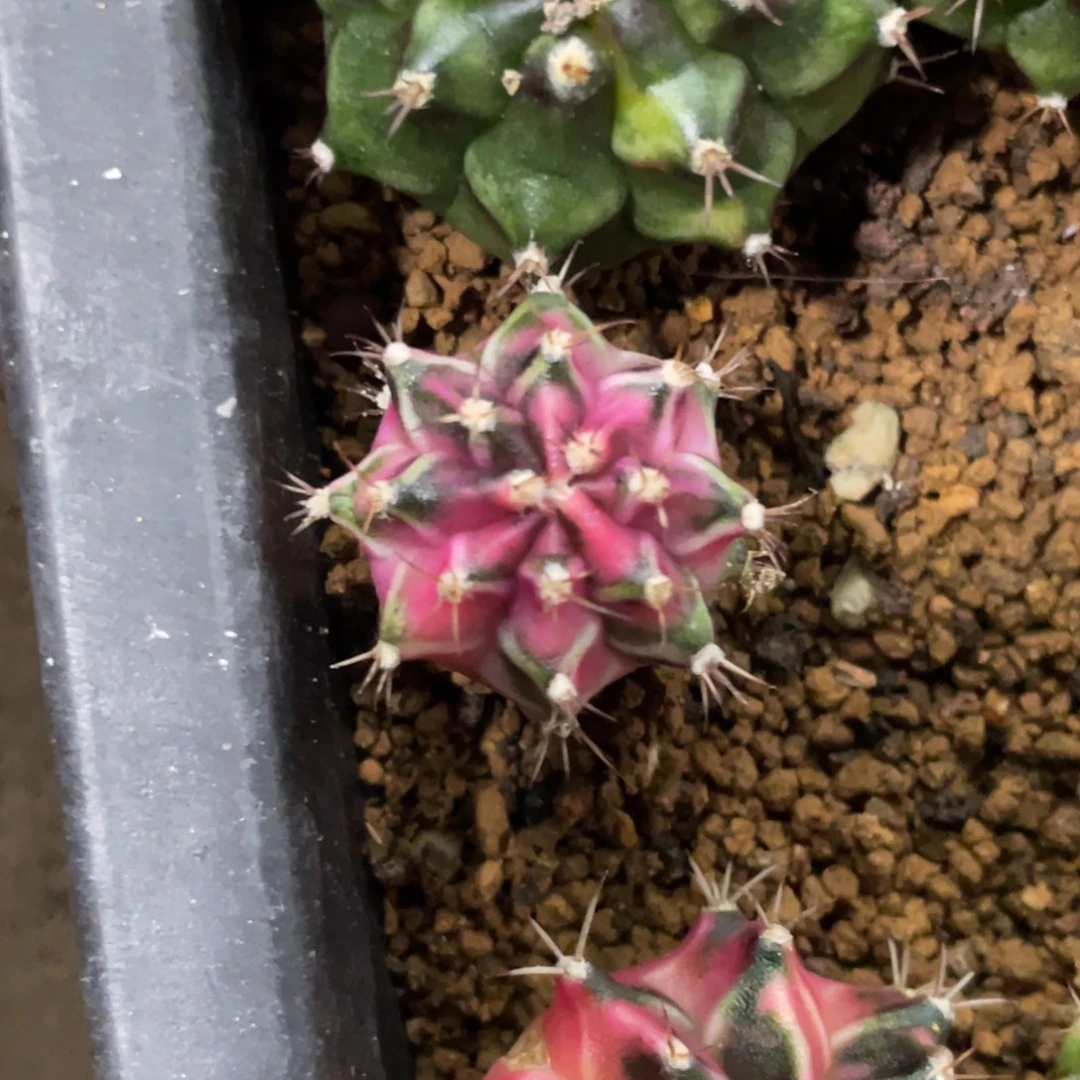 当前无花朵，栽培后可花朵粉臀虎斑