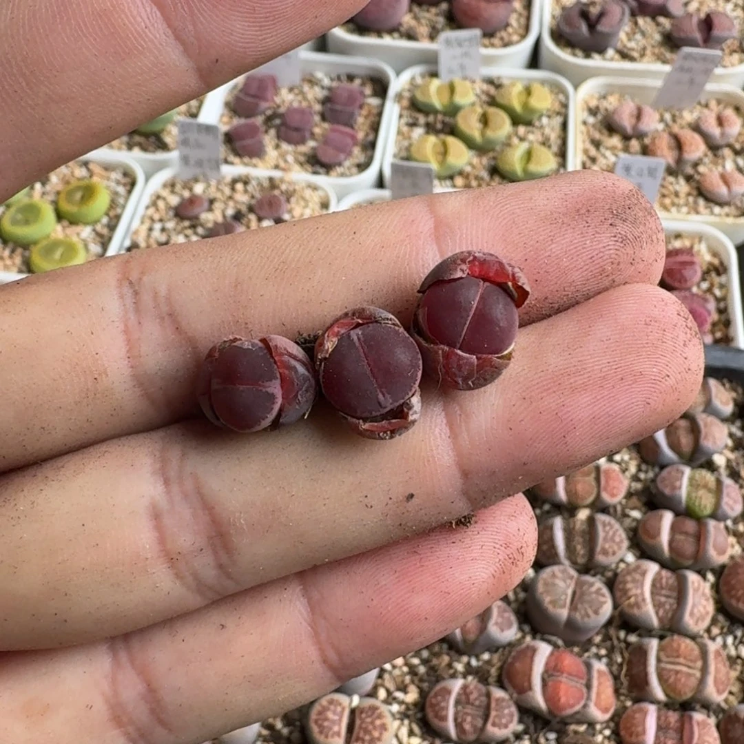 小***妈J948全窗酒红回交版一年