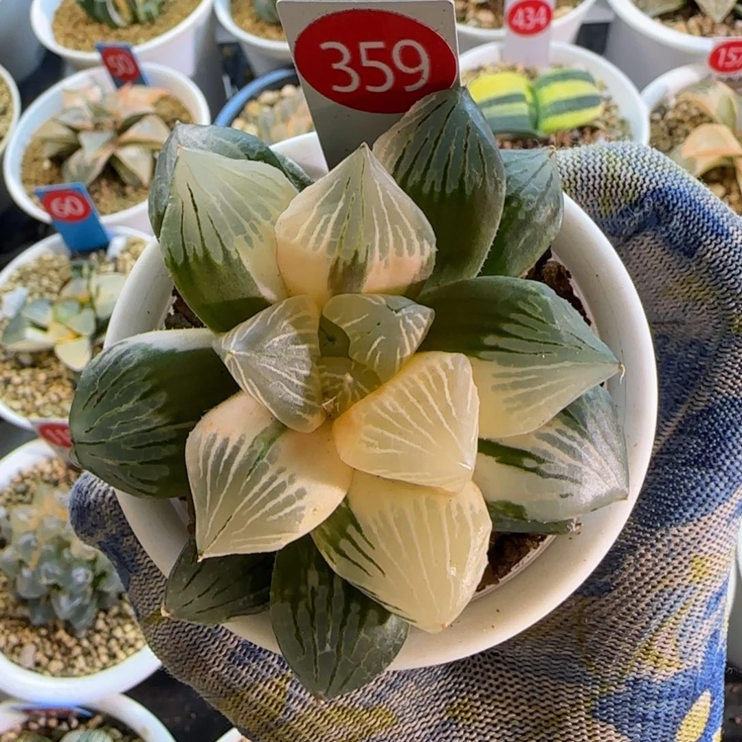 359玉潭锦 7.5 厘米左右一物一拍带盆