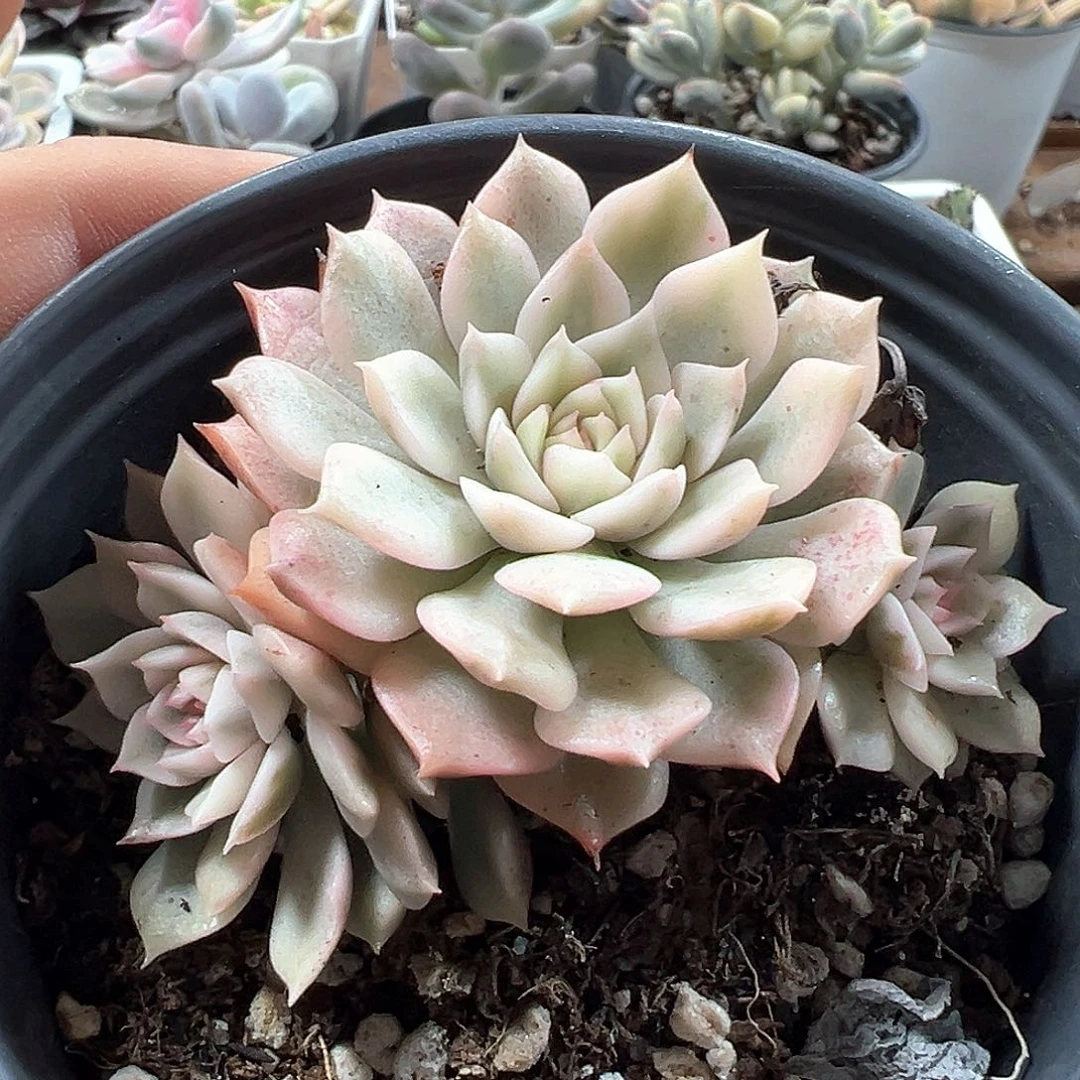 奥利维亚锦 小方花圃一物一拍