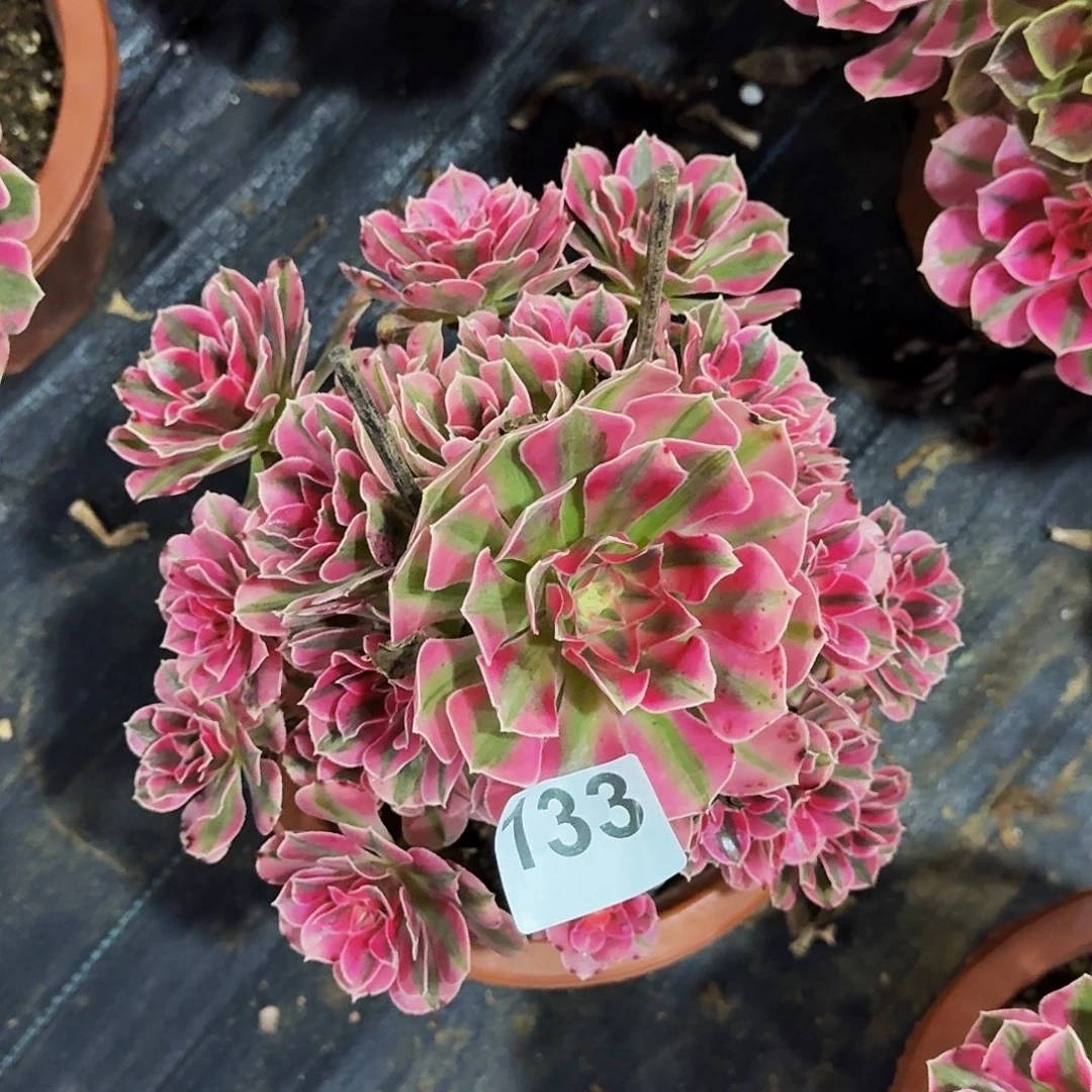 133粉女巫冠服20公分以上