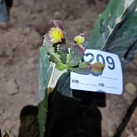 050红重嫁接零度之上包邮209