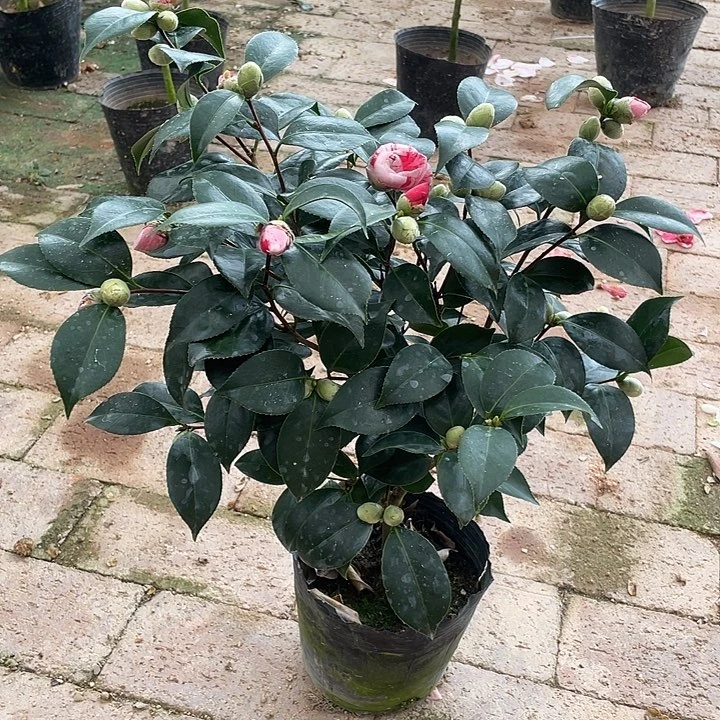 大部分花苞少量开放，幻五