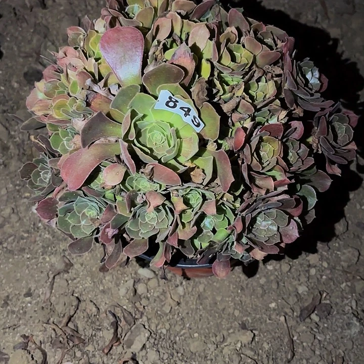 849香妃多肉植物不售后