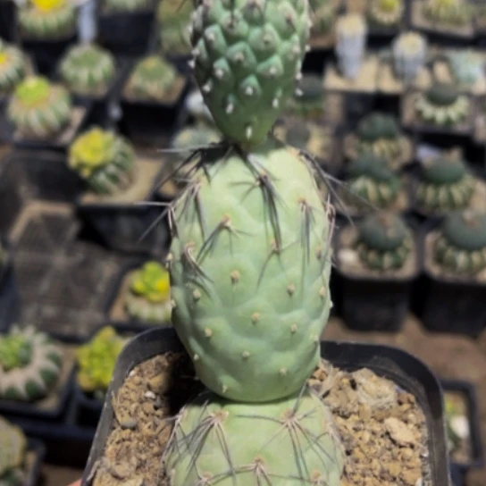 无花朵福利落地自根黑长刺习群520