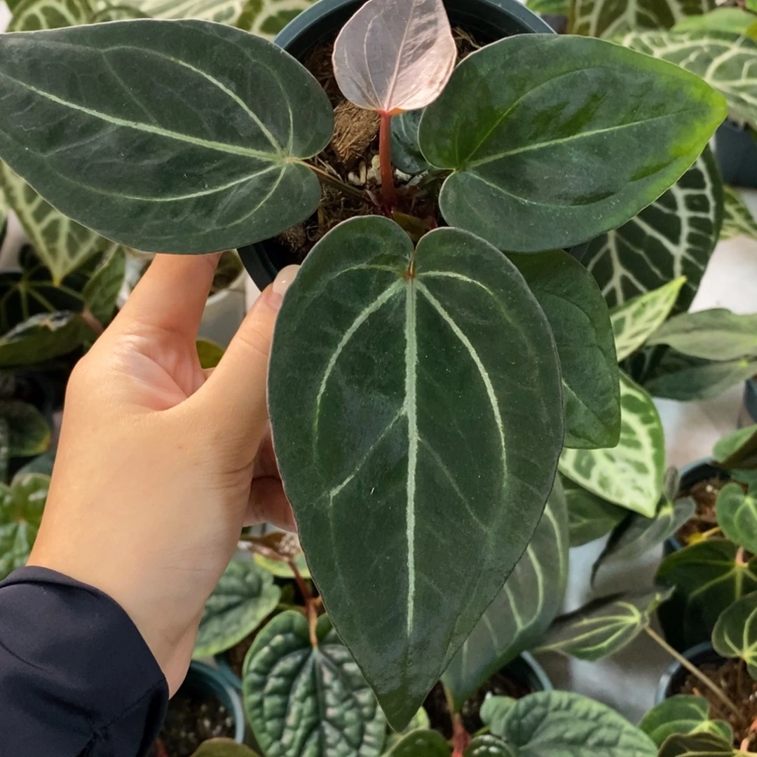 不开花植物kos杂（双头）