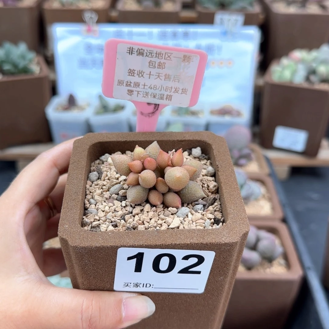 102小辣椒多肉植物