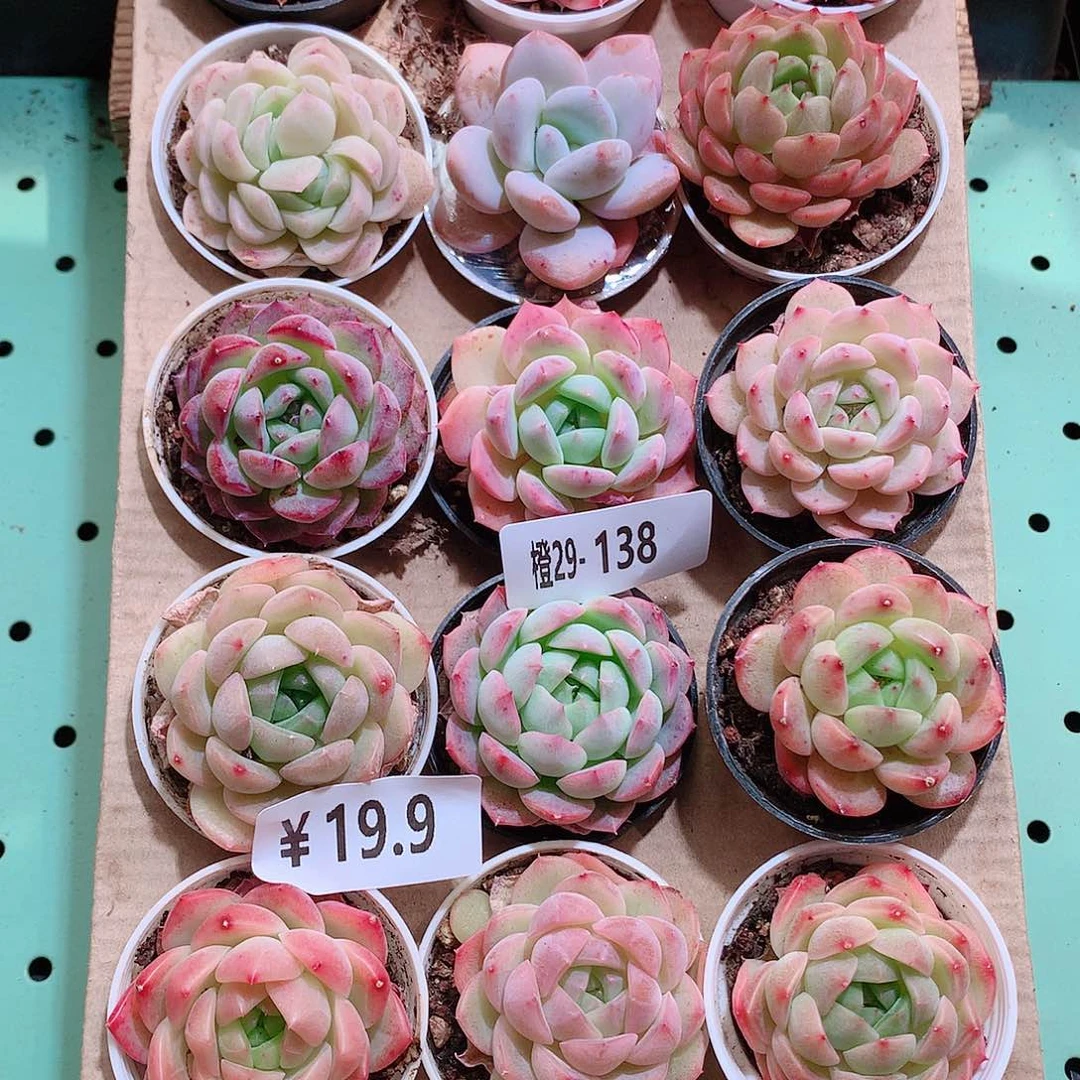 29-138一物一拍带盆18颗