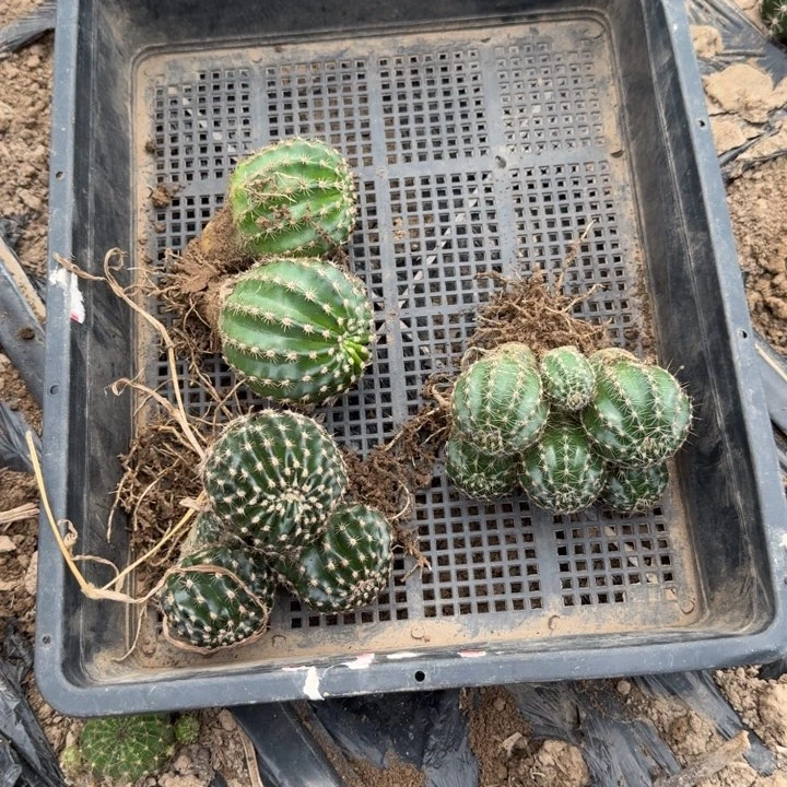 328筐拍掉侧牙无售后斑