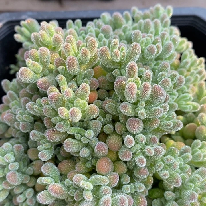 田****螂453优选冰晶。