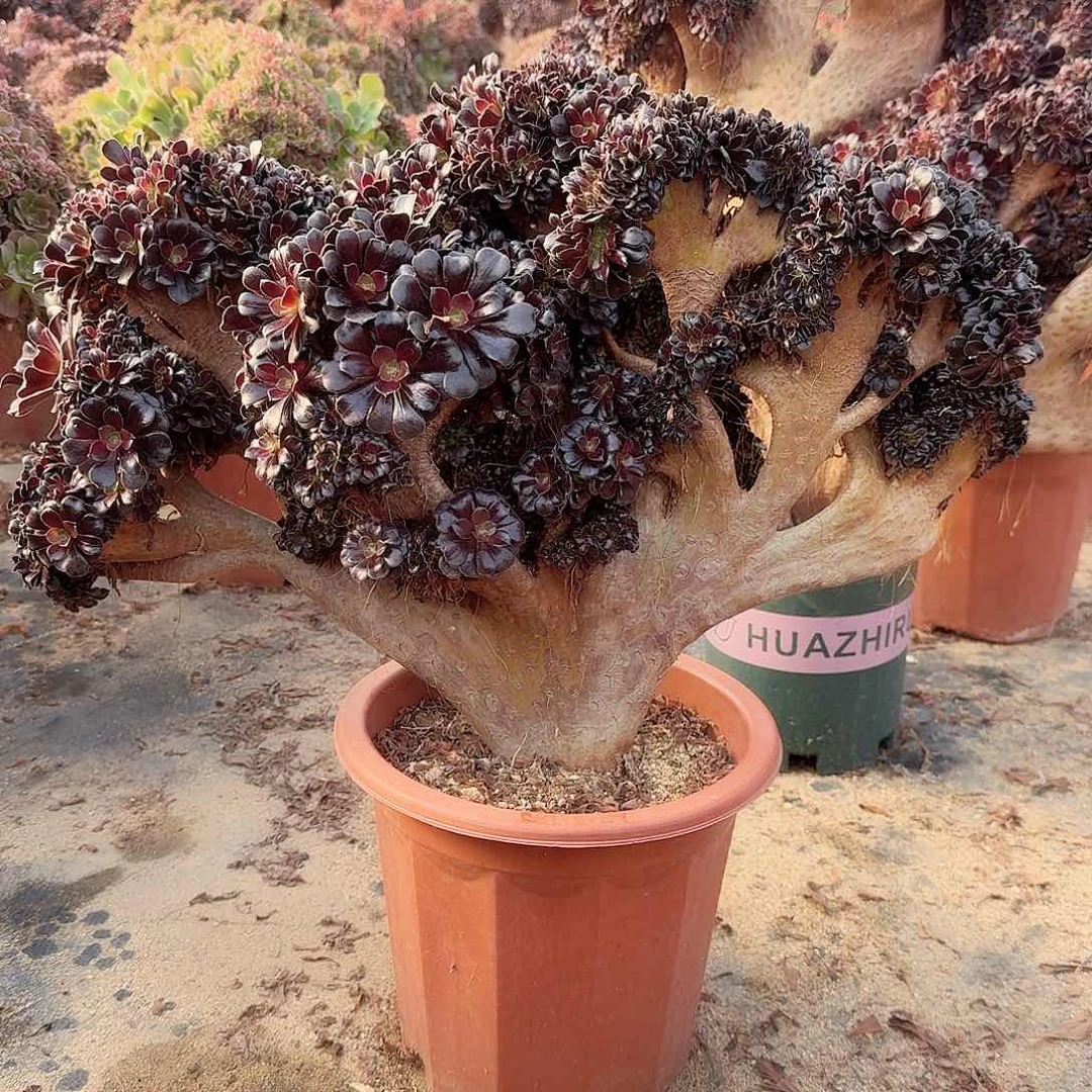 喜****8欧紫朵朵一颗888