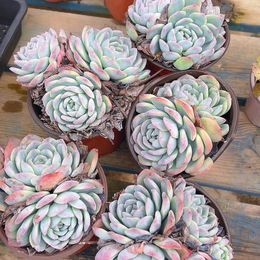 多肉植物杀沙里丸六个不售后