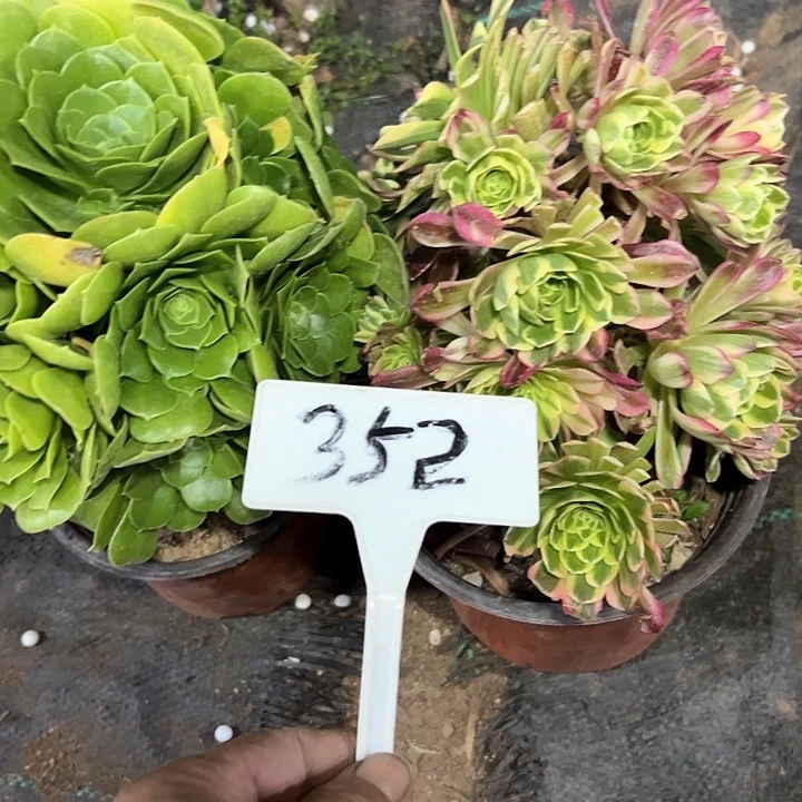 多肉植物组合2个