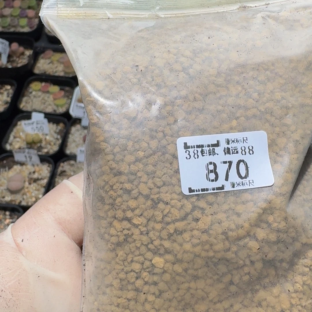 zzzz生石花肉锥870