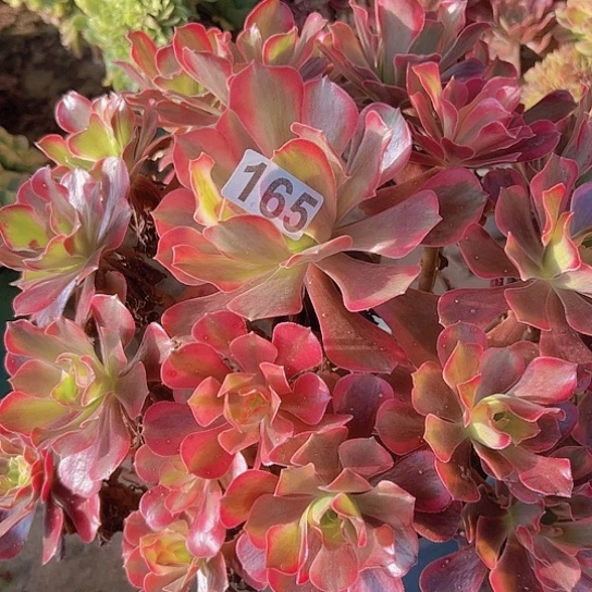 Y***O多肉植物一个凤冠