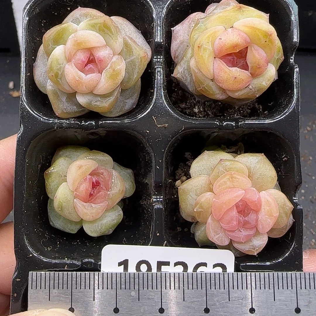 262四颗糖心组合【尺寸很小介意勿拍】