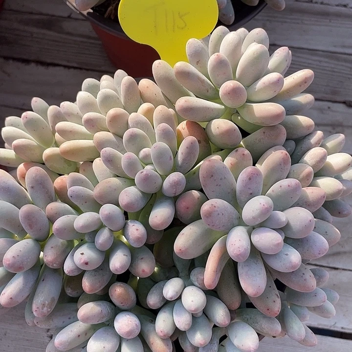 汤圆多肉植物群生115
