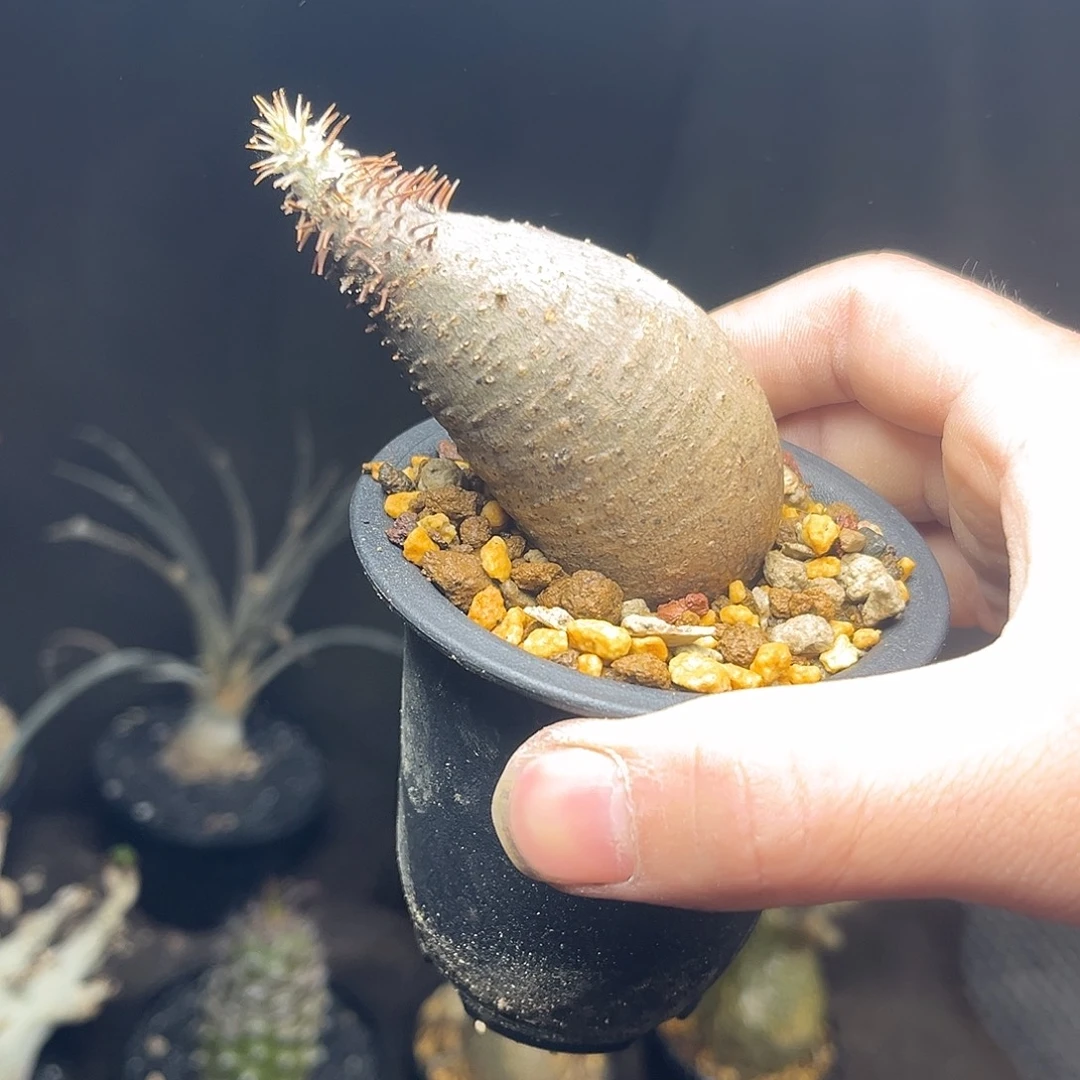 象牙宫4111111特价