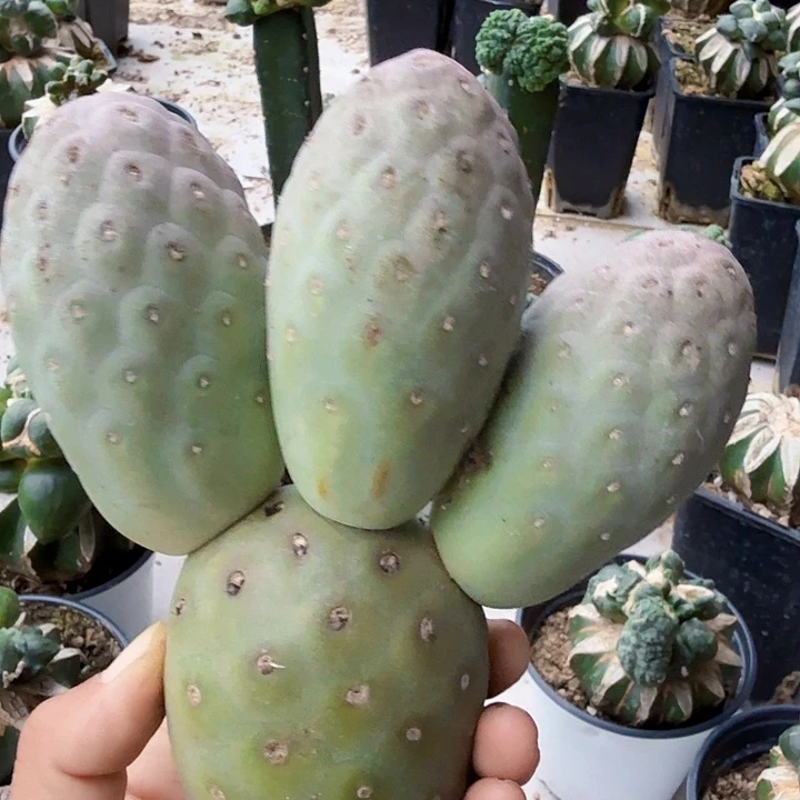 无花朵979落地紫皮鹅蛋习