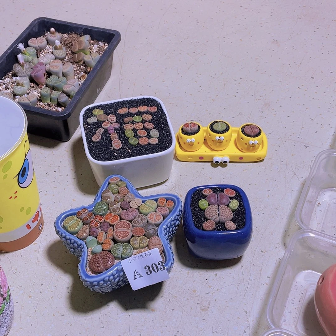 成****303……开播后的第一个节目是