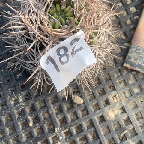 R*y182好碧岩玉 无根