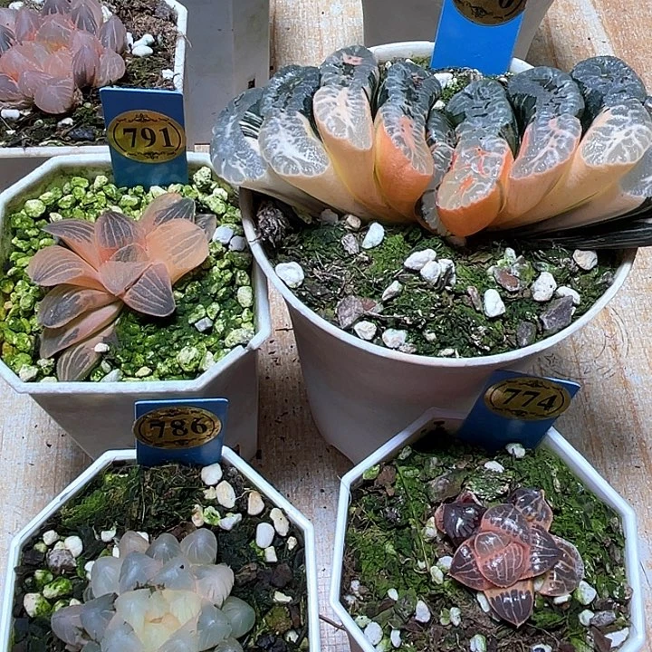 790➕791加786➕774