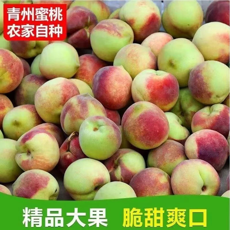 青州蜜桃脆甜桃子新鲜脆桃正宗青皮脆蜜桃当季毛桃非水蜜桃一整箱