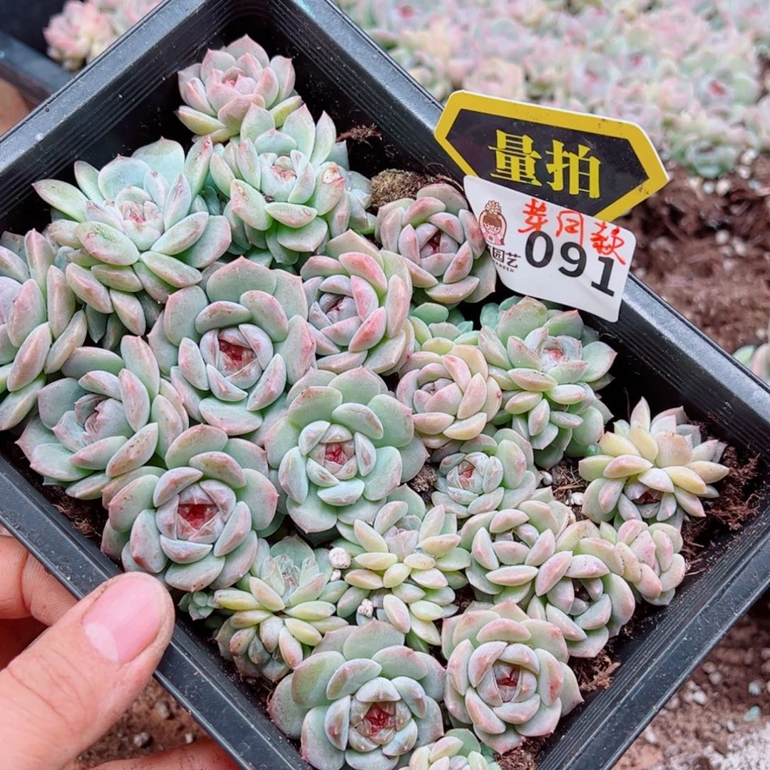 多肉植物多肉植物