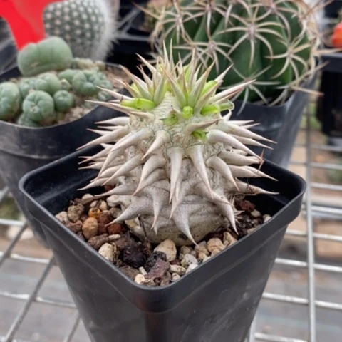 象牙玉块根4仙人球