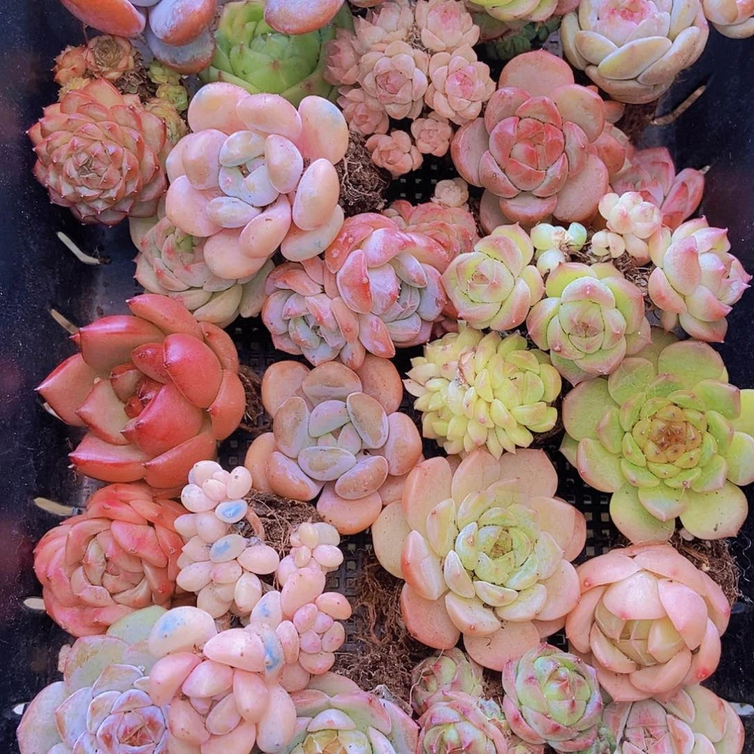 00000001量拍保底20颗