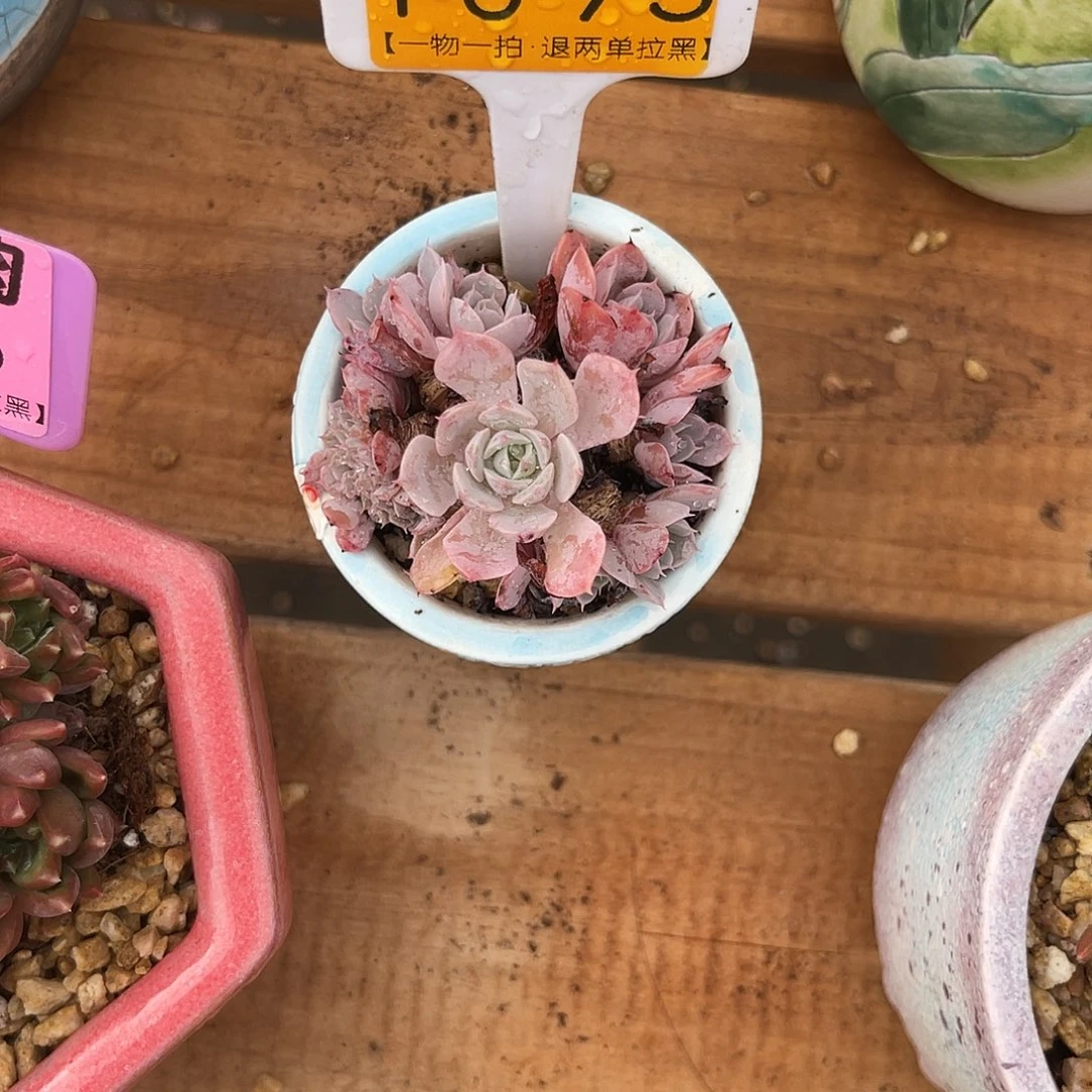 烂***时云尘多肉一物一拍1095不含盆