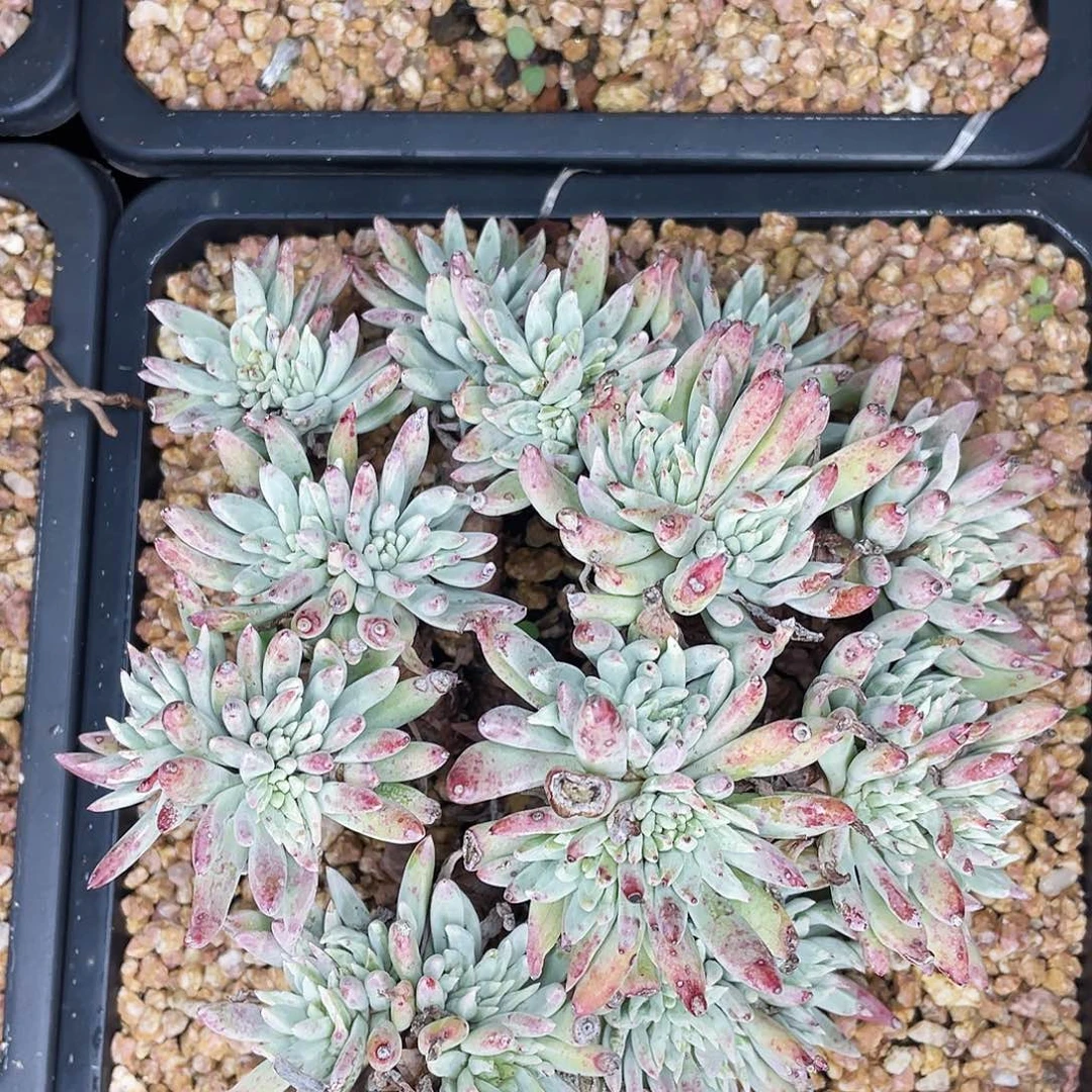 绿菊大缀化老桩1435