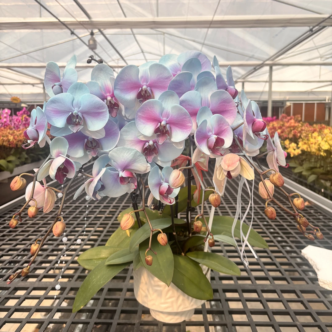 蝴蝶兰【蓝色婚纱】带花带花苞带盆 好养耐养室内 四季开花鲜花高级