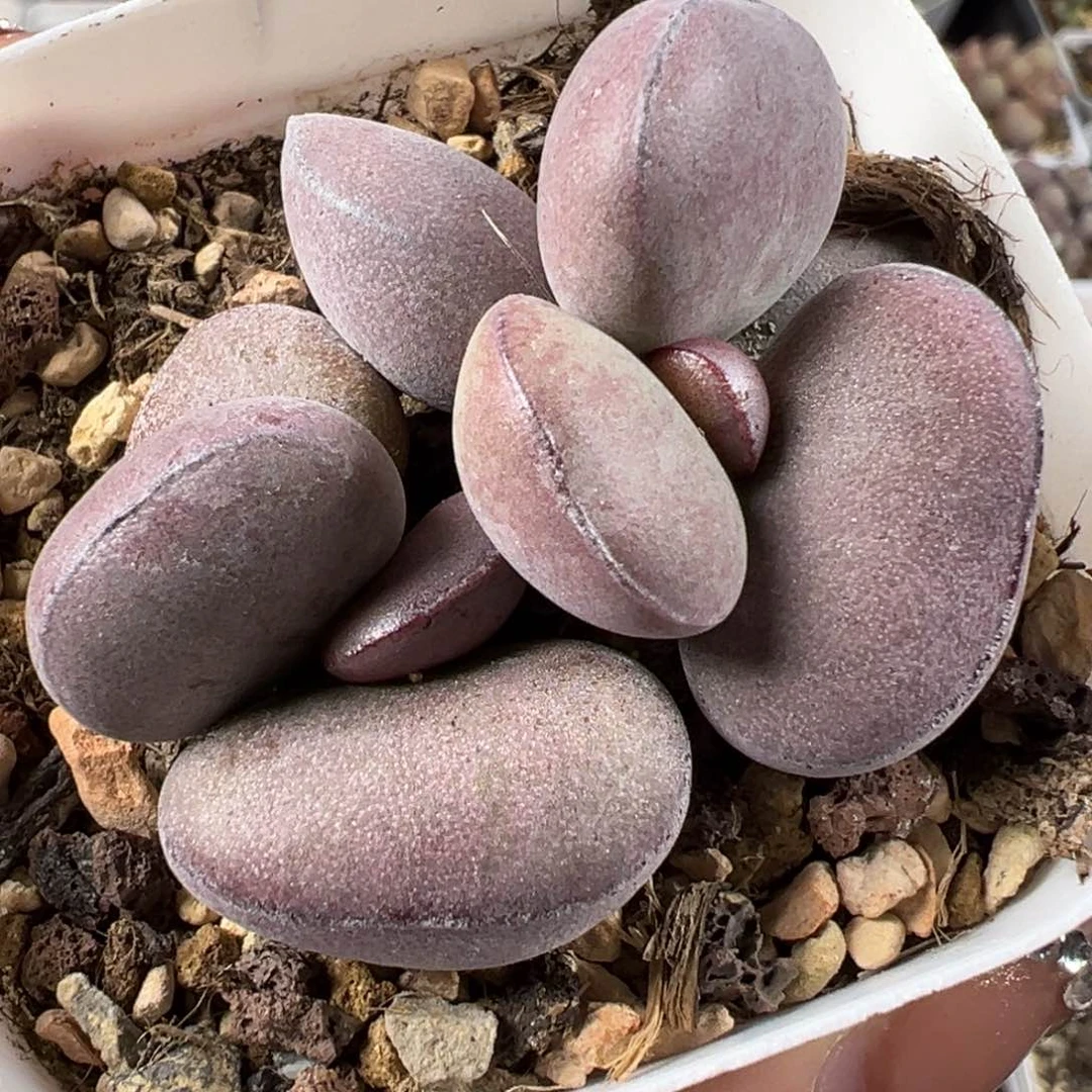 双头纯木质球球紫蛋多肉植物水泡