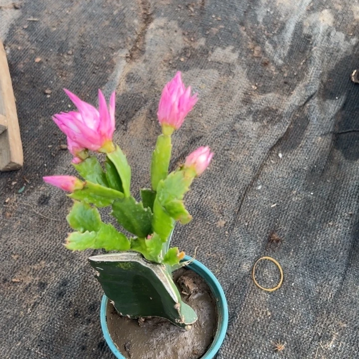 用***427号074颜色花朵0000