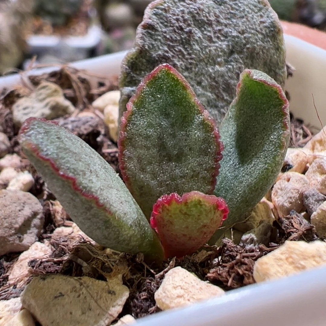 斑点款新品多肉植物水泡