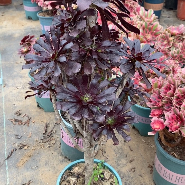 墨法47多肉植物法师