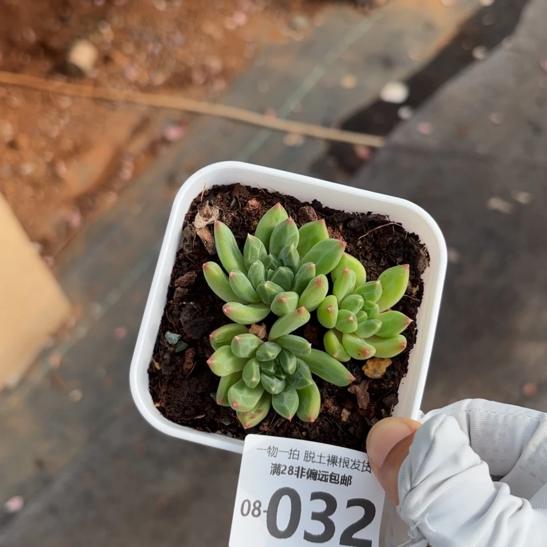 甲骨文老桩多肉多肉