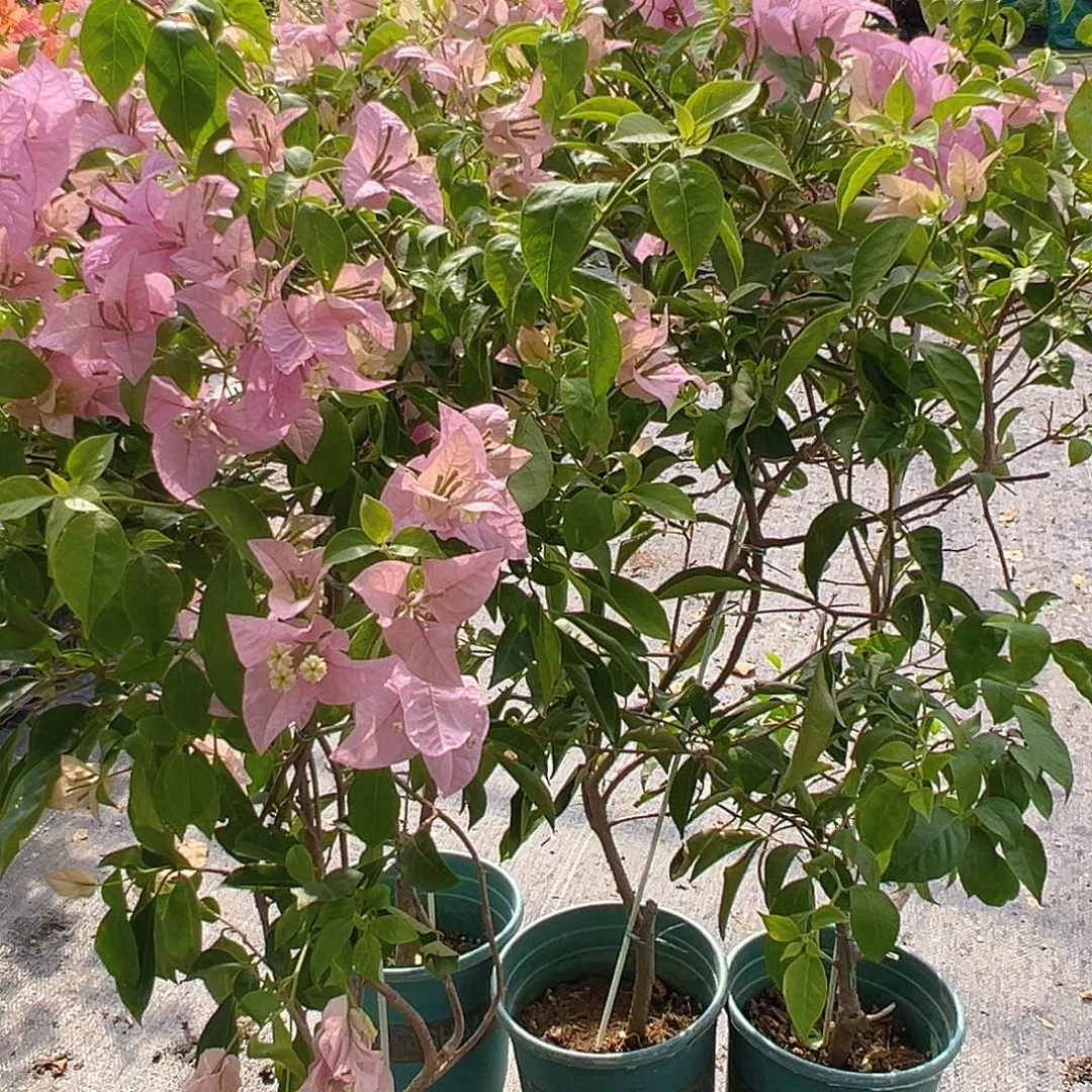 当前无花栽培后可以开花赛佛里带竹一棵