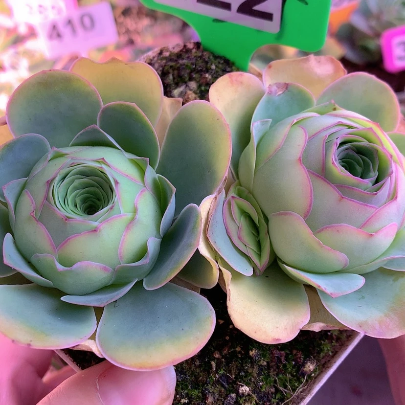 【闪购商品】yjj422